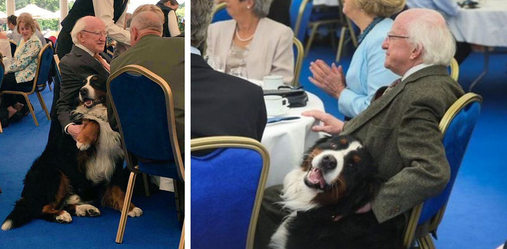 Természetesen a vacsorákról, rendezvényekről sem maradhatnak el a miniszterelnök mellől kutyái