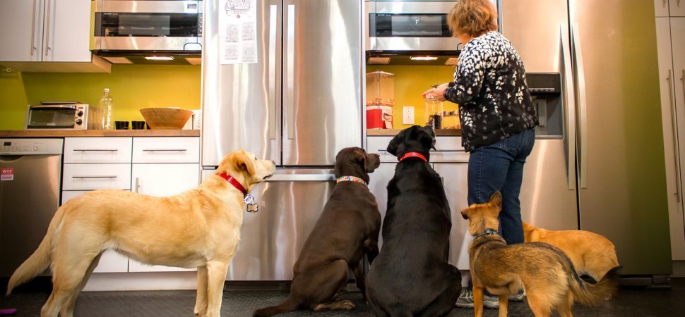 A Kurgo cégnél még a konyha is kutyabarát