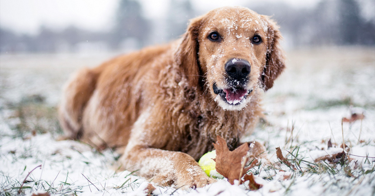 Hidegben sem maradhatnak el a kutyaséták!