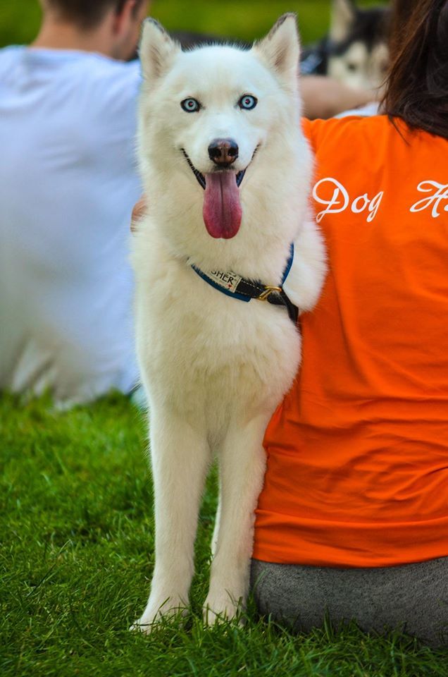 Szebbnél szebb kutyák jöttek össze  a kutyás napon