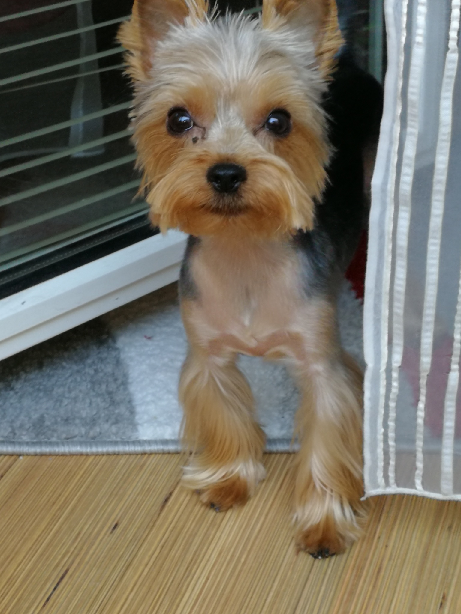 Muki, a kis yorki még csak két éves volt