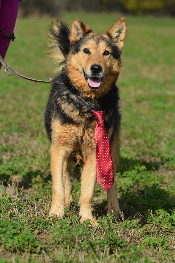 Bacon, a vidám idősödő úr is szeretne saját családot