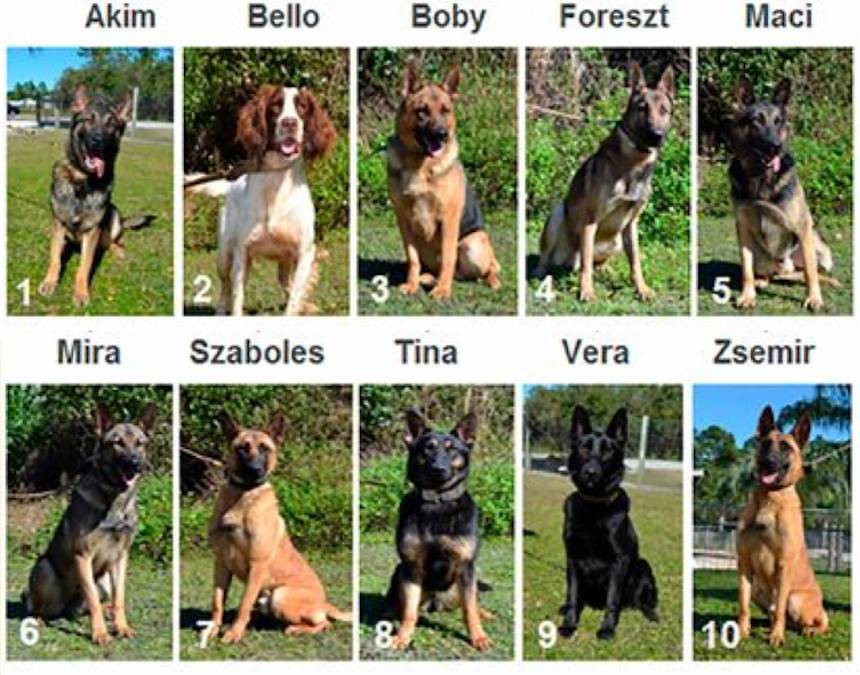 Ezeket a kiváló szaglású kutyákat képezték ki 