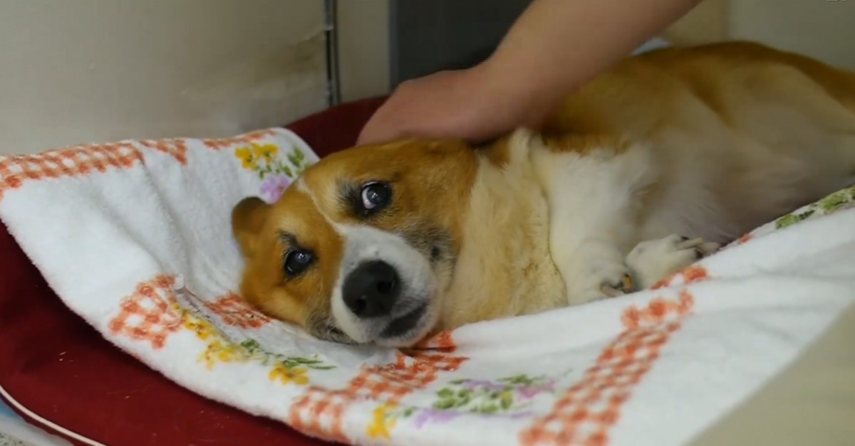 A kutyák idősek otthonában sok olyan állat van, akik már járni sem tudnak