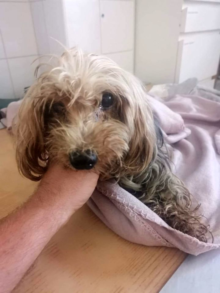 Tyson életéért erőn felül küzdenek az állatorvosok és az állatvédők