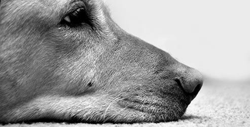 Kutyájuk halála után sokan úgy érzik, családtagjukat vesztették el