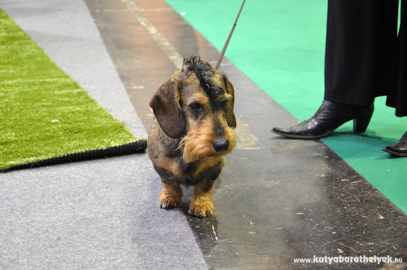 Formabontó tacskó - frizura