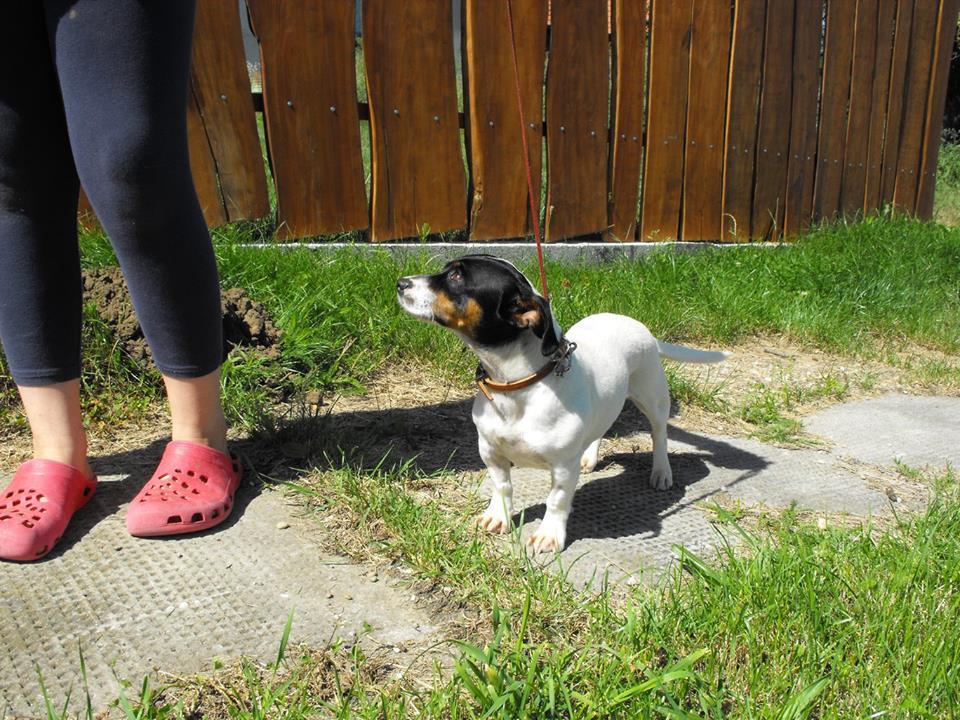 A Pápai Humán Állatvédő Egyesület egyik védence