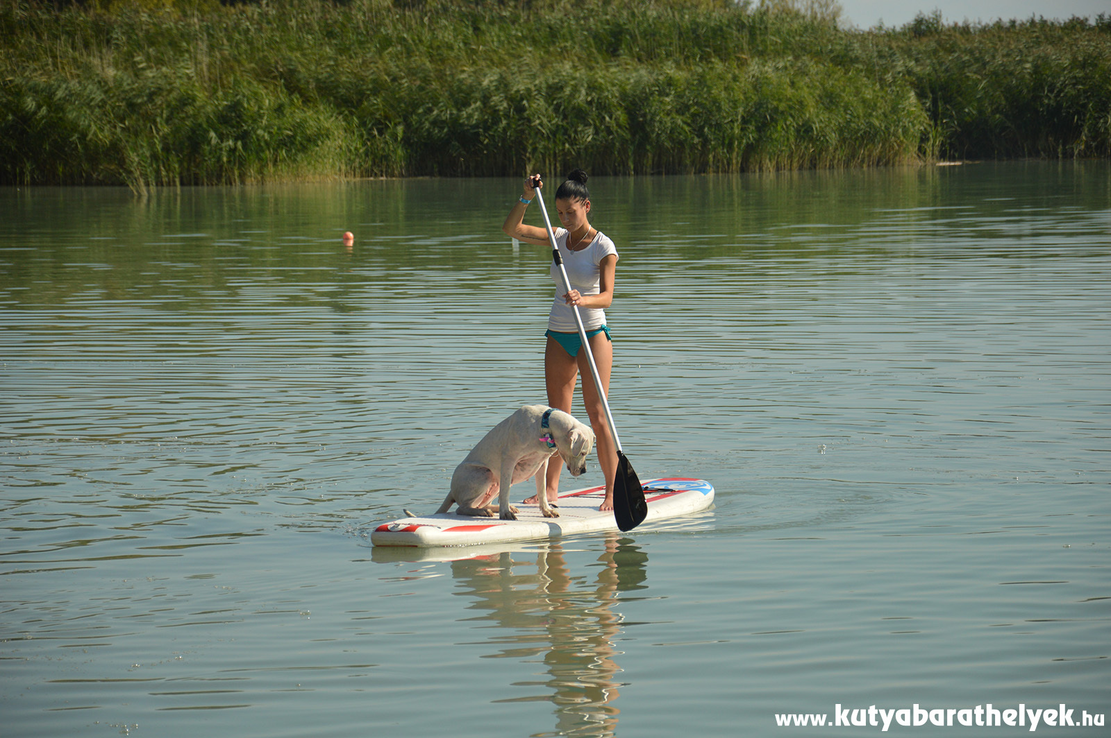 Dog SUP a Balatonon