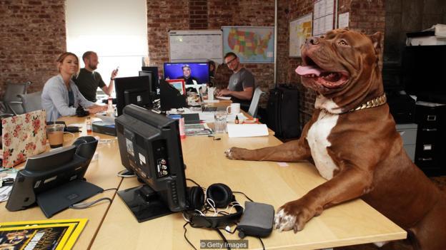 Egyre több házi kedvenc lehet a munkahelyeken