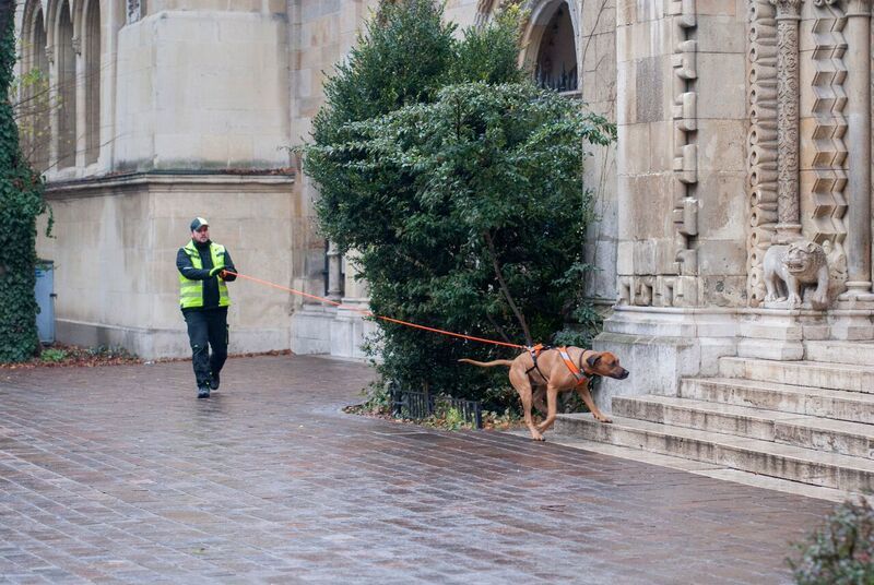 A vezető hosszú pórázon követi a szagon haladó kutyát