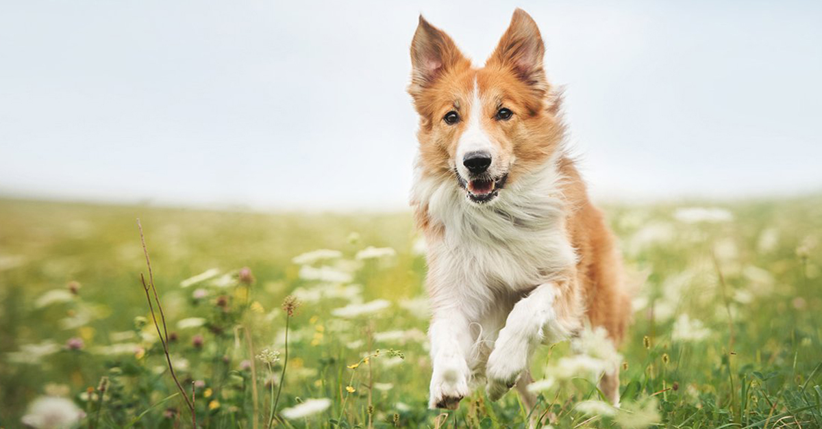 Minden kutyának más igényei vannak a fárasztás terén