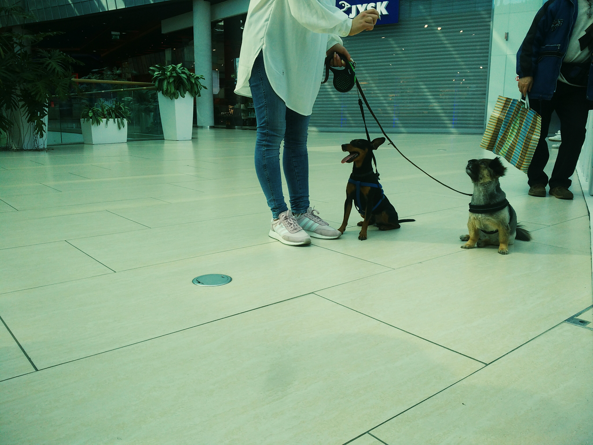  A körülményekhez képest indokolatlanul erős, tartós lihegés és zihálás egyik mutatója lehet a genetikai alapú ideggyengeségnek. A kis pincser szaporítótelepről került a gazdihoz. Viselkedése gyakran árulkodik 