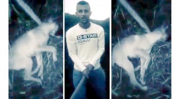 A deteki kutyagyilkosságról készült videó összefogásra sarkallta az állatvédő szervezeteket