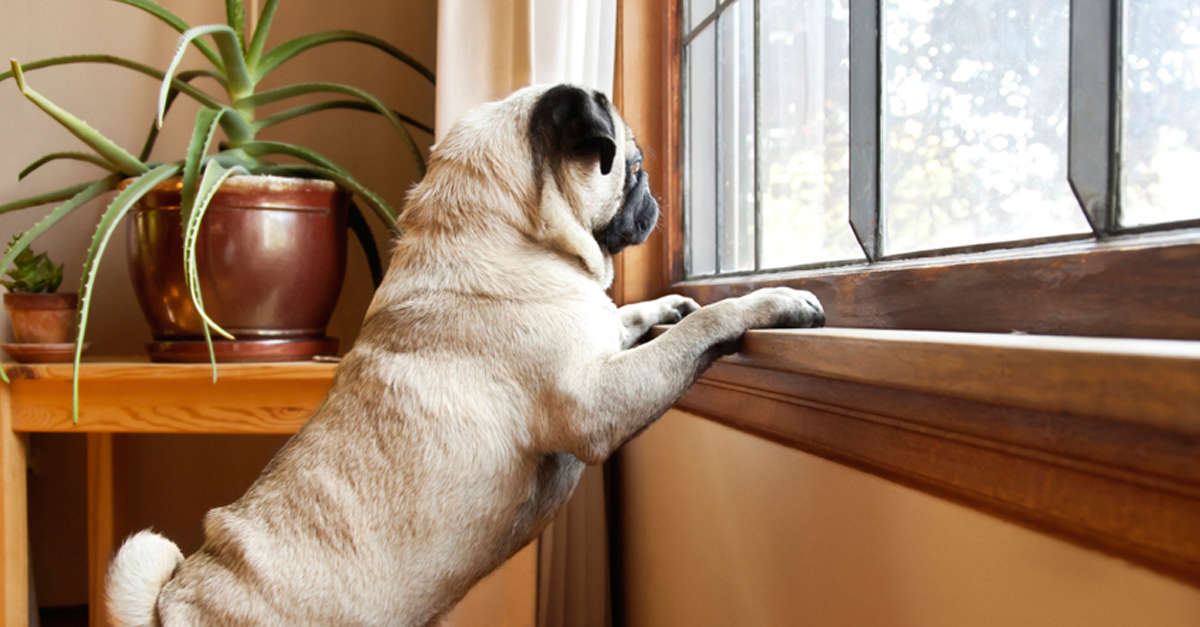 Várlak haza, Gazdi. Egyes kutyák stresszhelyzetként élik meg a gazda távollétét