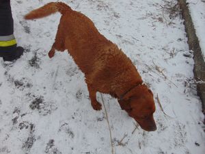 Vizesen bár, de boldogan szalad tovább