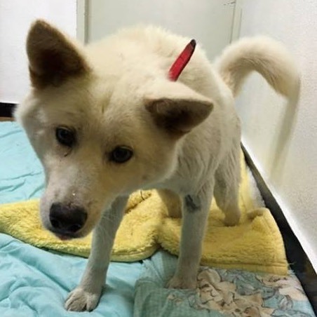 Éhezve és rettegve találták meg Jindolt az állatvédők