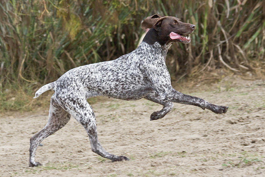 Kutyafajták futáshoz - Német vizsla