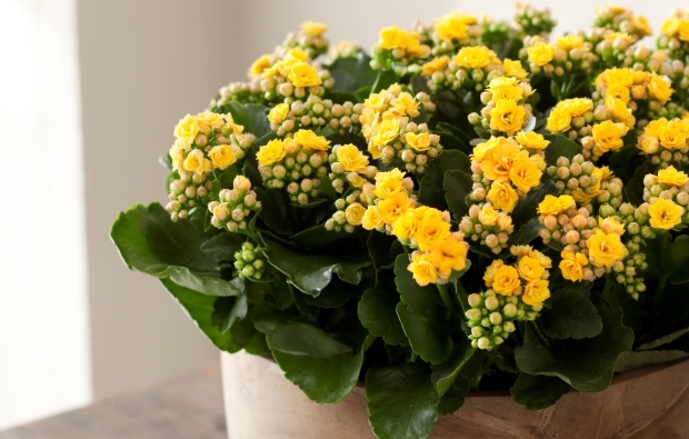 A korallvirággal is vigyázzunk