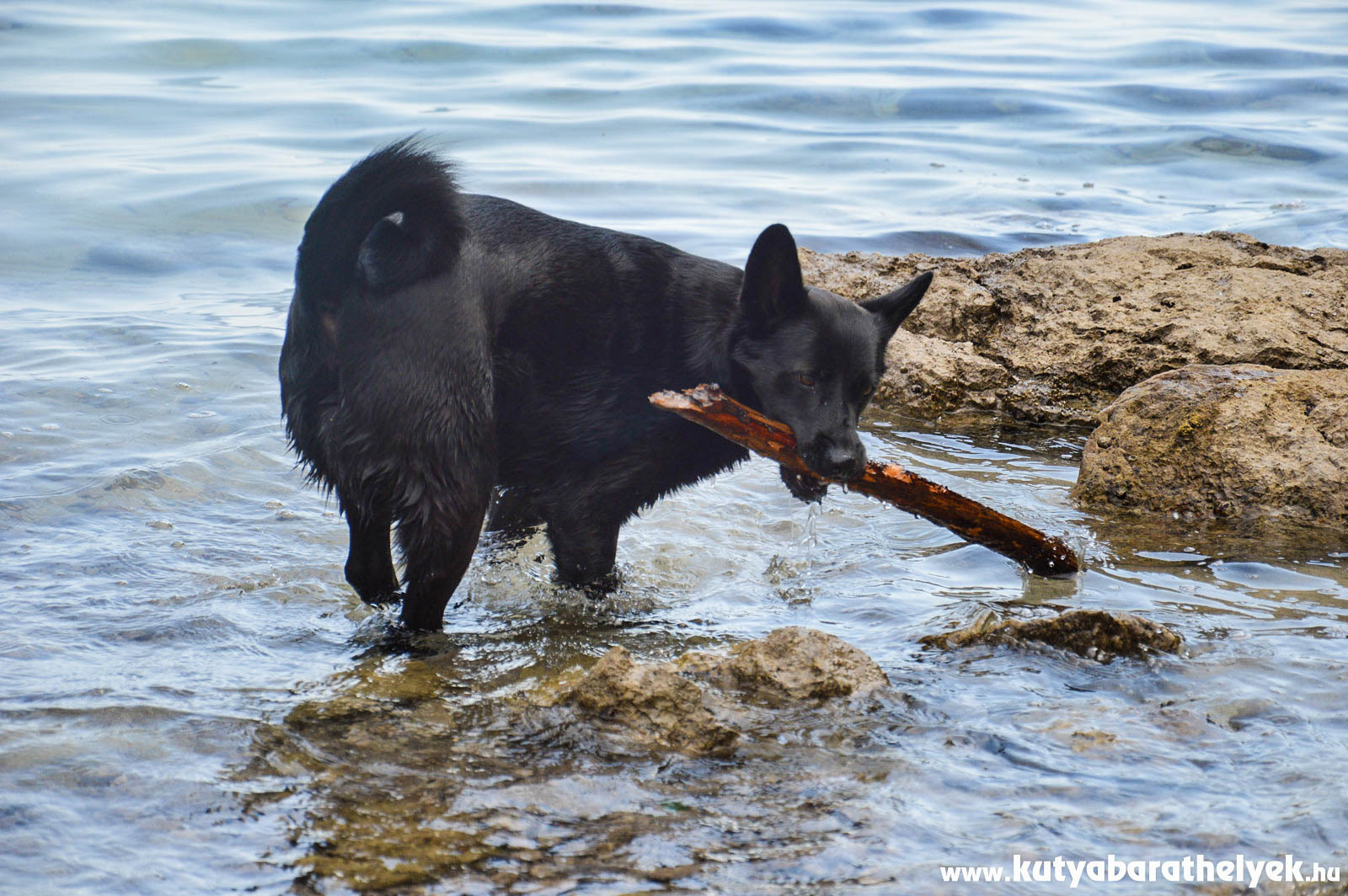 Számos kutyabarát strand található a horvát tengerparton