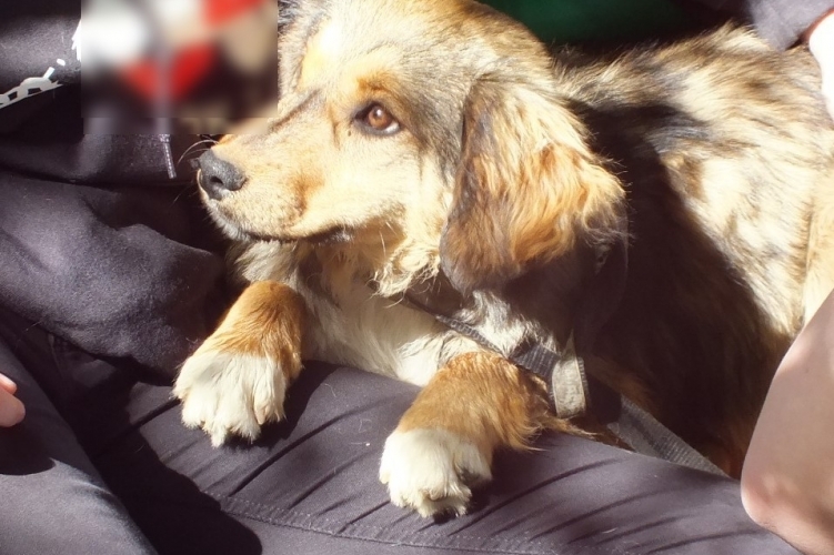 A kutyát egy állatvédő egyesület vette magához