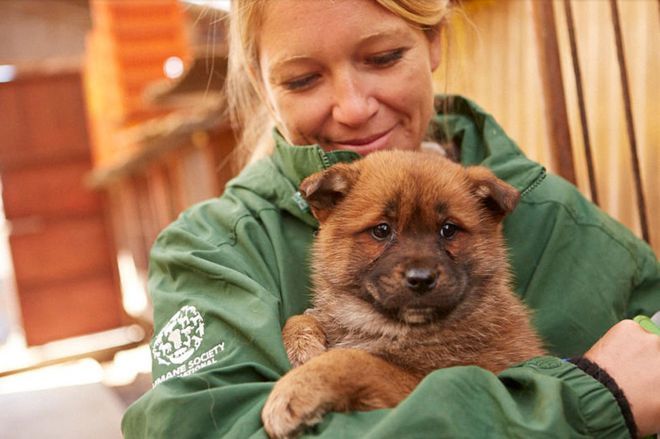 Lola Webber az egyik megmentett kiskutyával