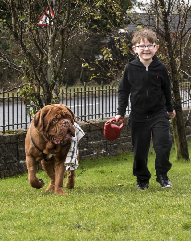 Alfie, a bordeaux-i dog hűségesen vigyázza gazdája, Mark Cannon minden lépését