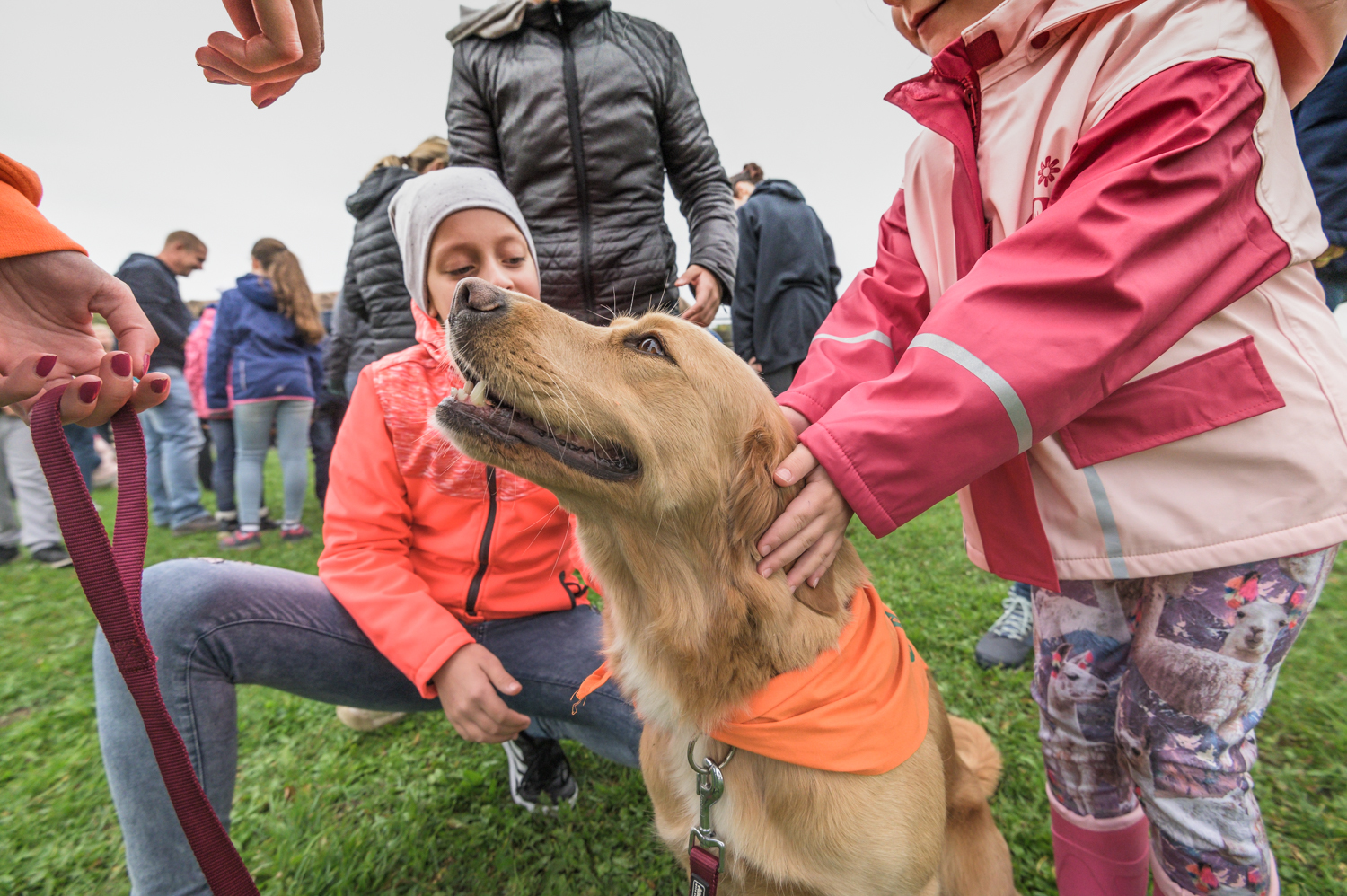 Nagy sikere volt a terápiás kutyáknak
