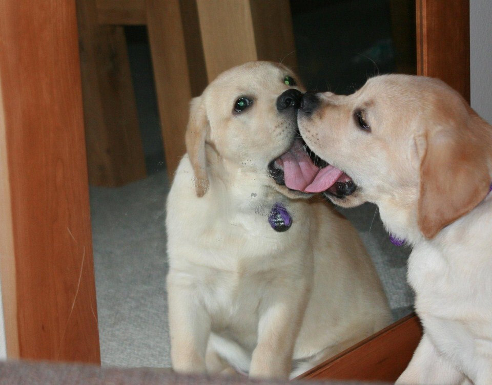 A labrador kölyök megpróbál játszani tükörképével