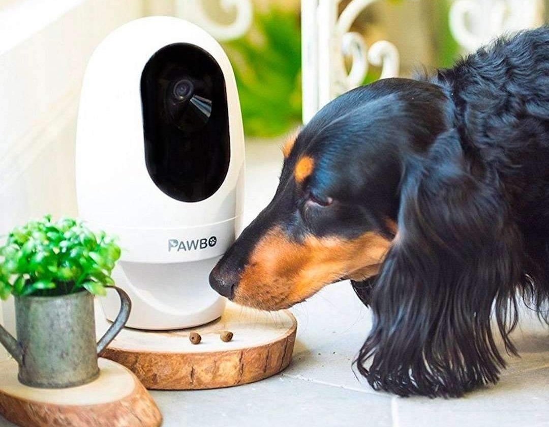 Okos megoldások - Távvezérléssel működő jutalomfalat-adagoló kutyák számára