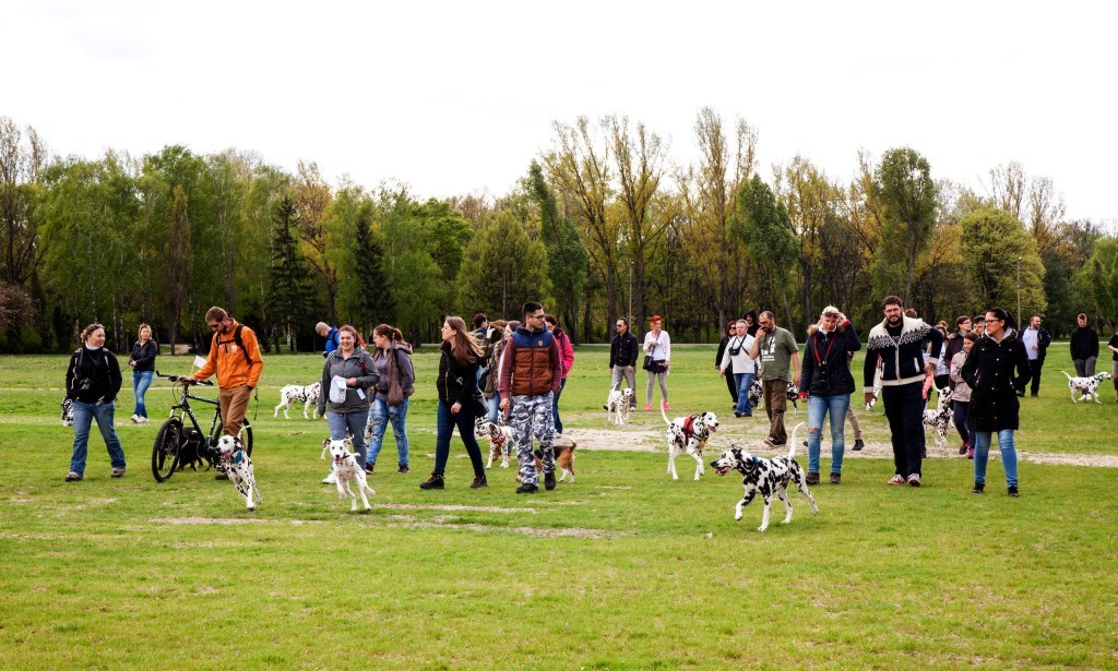 Dalmata Találkozó 2017 - Kutyák és gazdik is szuperül érezték magukat