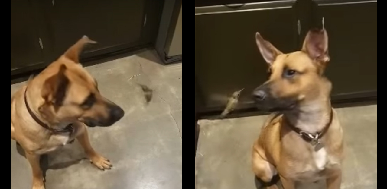 A kutya mentette meg a kolibrit