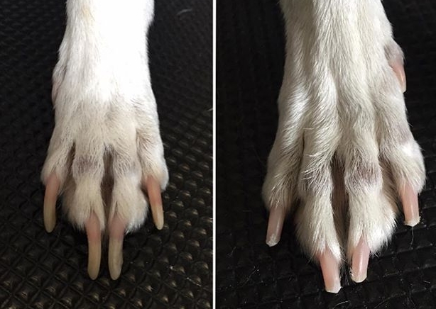 Karomvágás előtt és után - jól látható a különbség