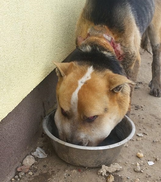 Fülöp jó étvággyal eszik