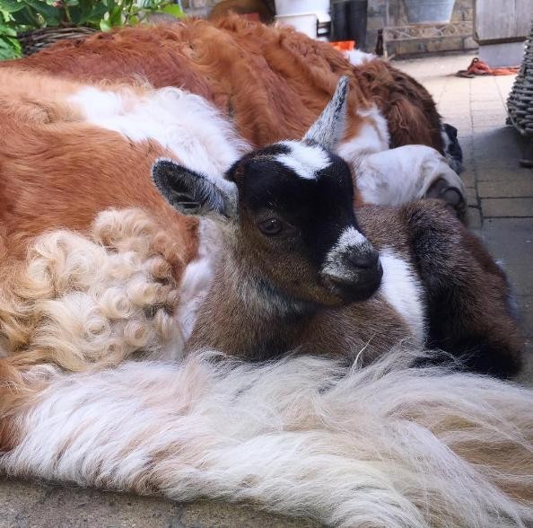 Alváskor mindig a kutyákhoz bújik a gida