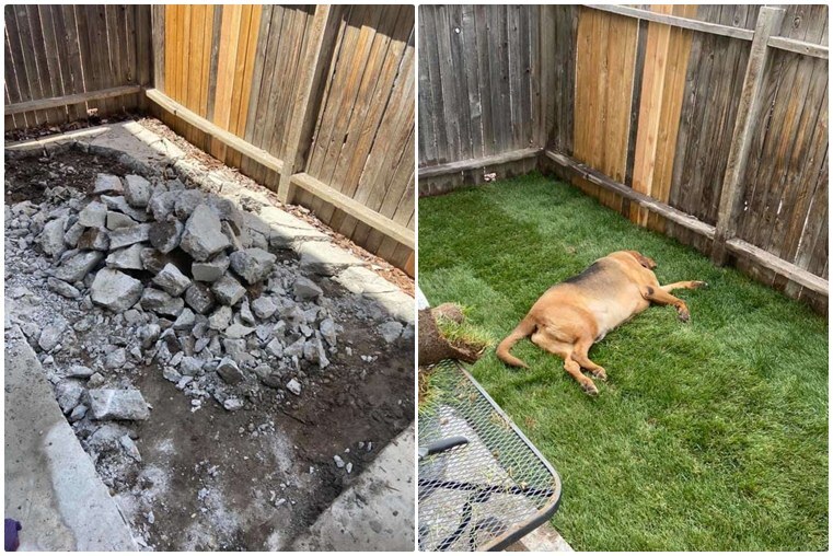 Az angol véreb szorongását is enyhíti saját kis kertje