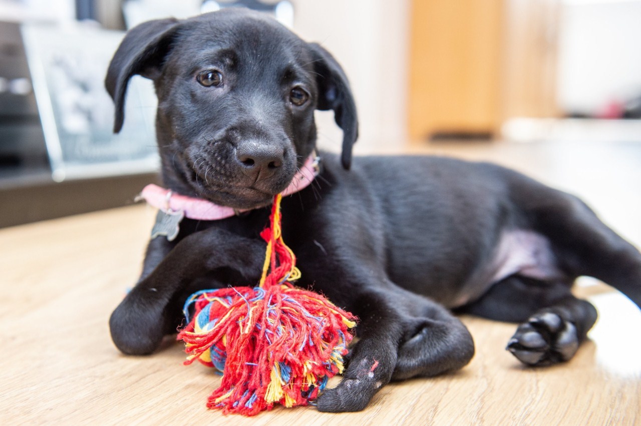 Veleszületett rendellenessége ellenére boldogan játszik a kis kölyök