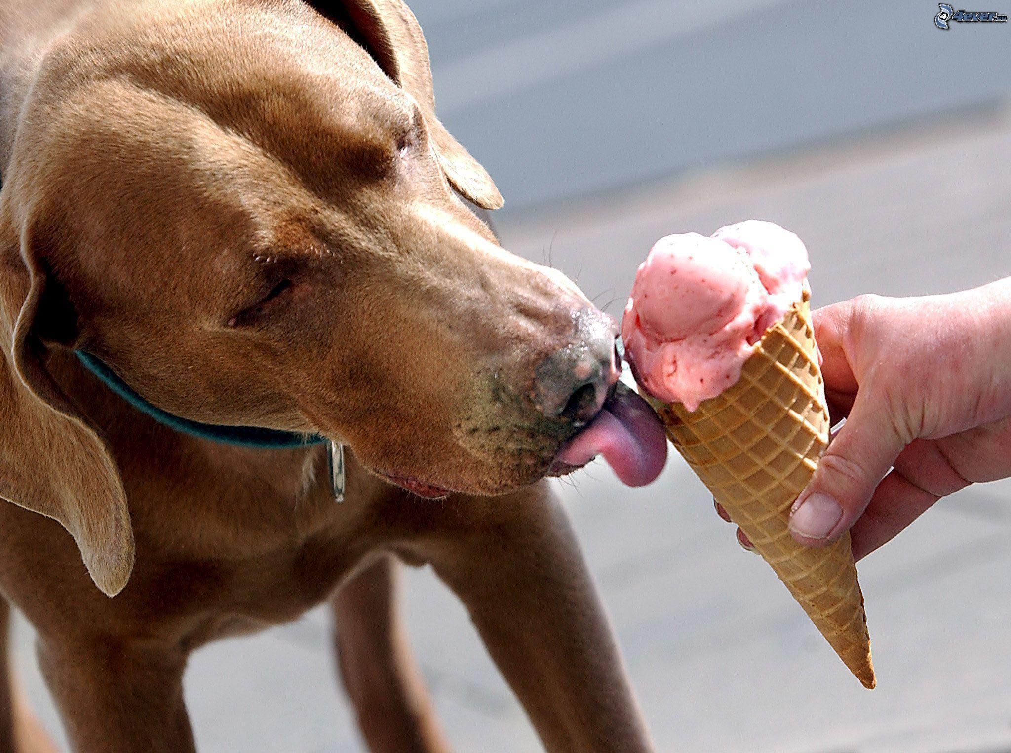 Epres fagyi kutyáknak - hűsítő falat a nagy melegben