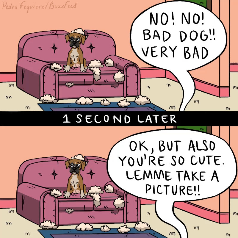 10 dolog, ami minden gazdinak ismerős lesz 02