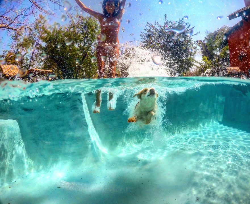 Csobbanás a medencében - a kutya se maradhat ki! Csobbanás a medencében - a kutya se maradhat ki!