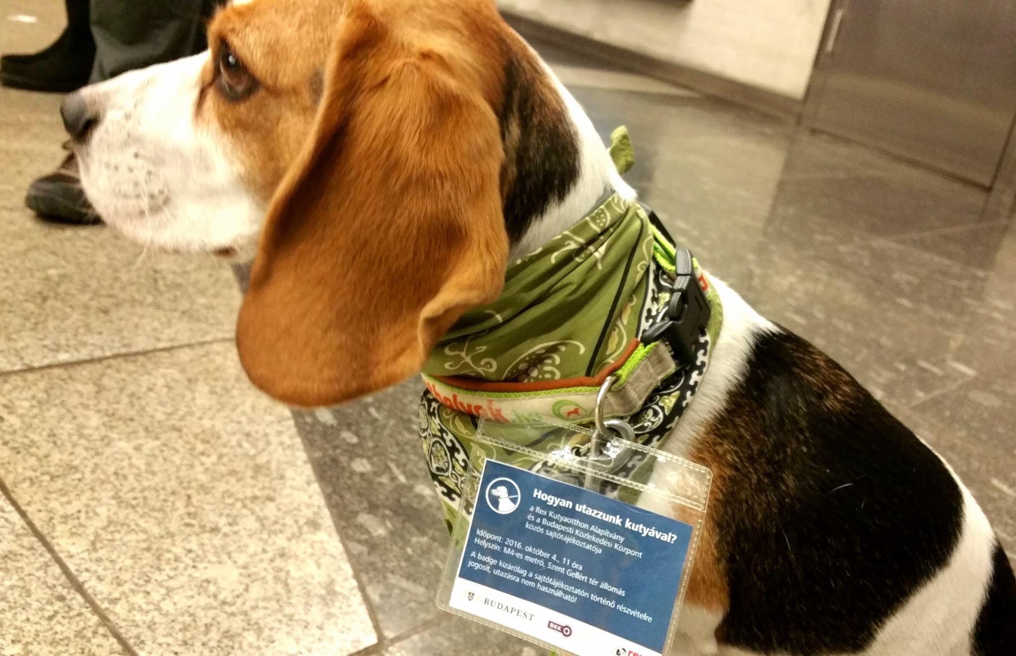 Szofi, a beagle is részt vett az eseményen