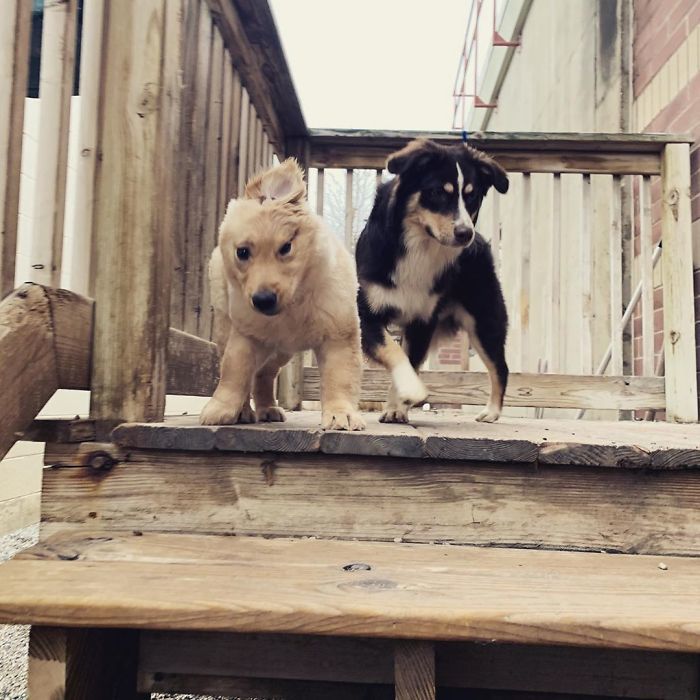 Igazi csintalan, játékos kölyök Rae