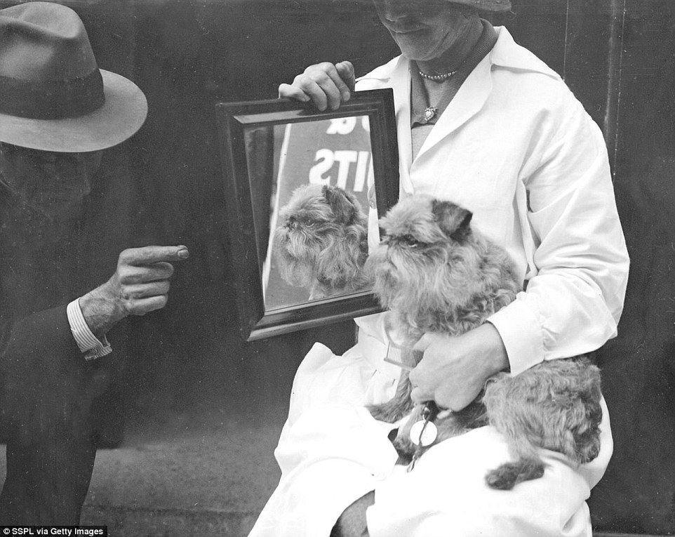 Készülés a kutyakiállításra Készülés a kutyakiállításra