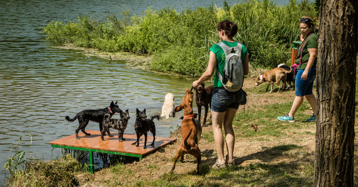 A kutyák boldogan vették birtokba a kutyastrandot