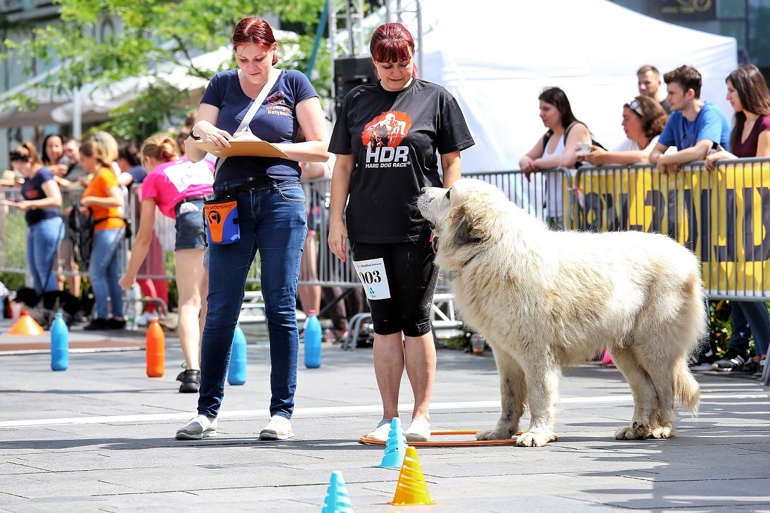 A kutya és gazda együttműködés volt a verseny fókuszában