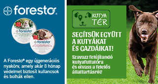 Szeretnél egy kutyajátszóteret varázsolni a közeli kutyafuttatóból? Szavazz!