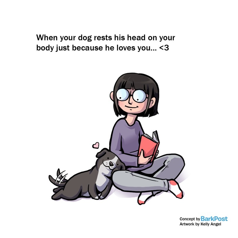 A kutyák számára fontos a testi kontaktus