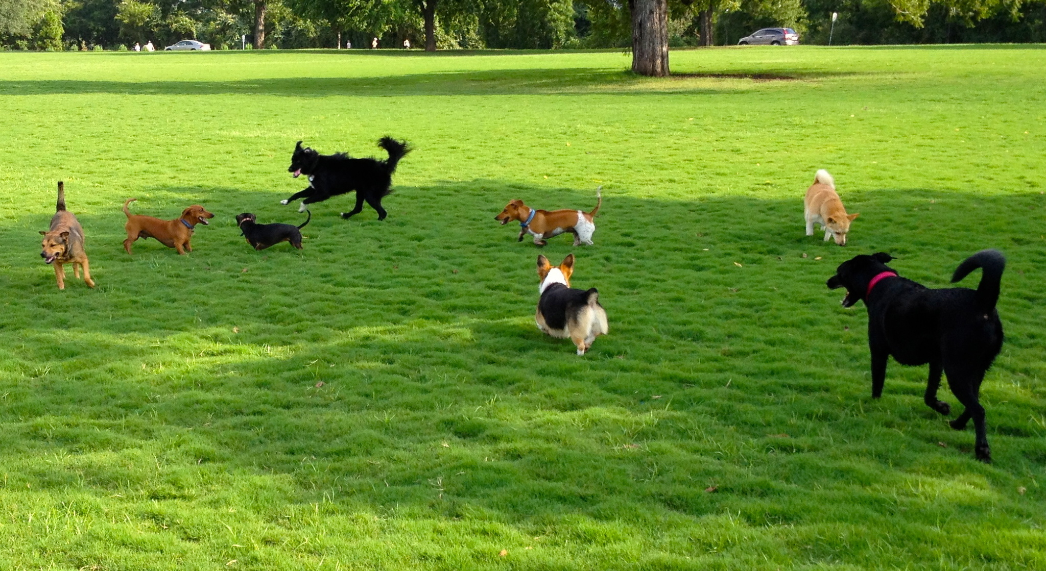 Séta a fajtársakkal - a félelmi agressziót mutató kutyák szocializációjának fontos része