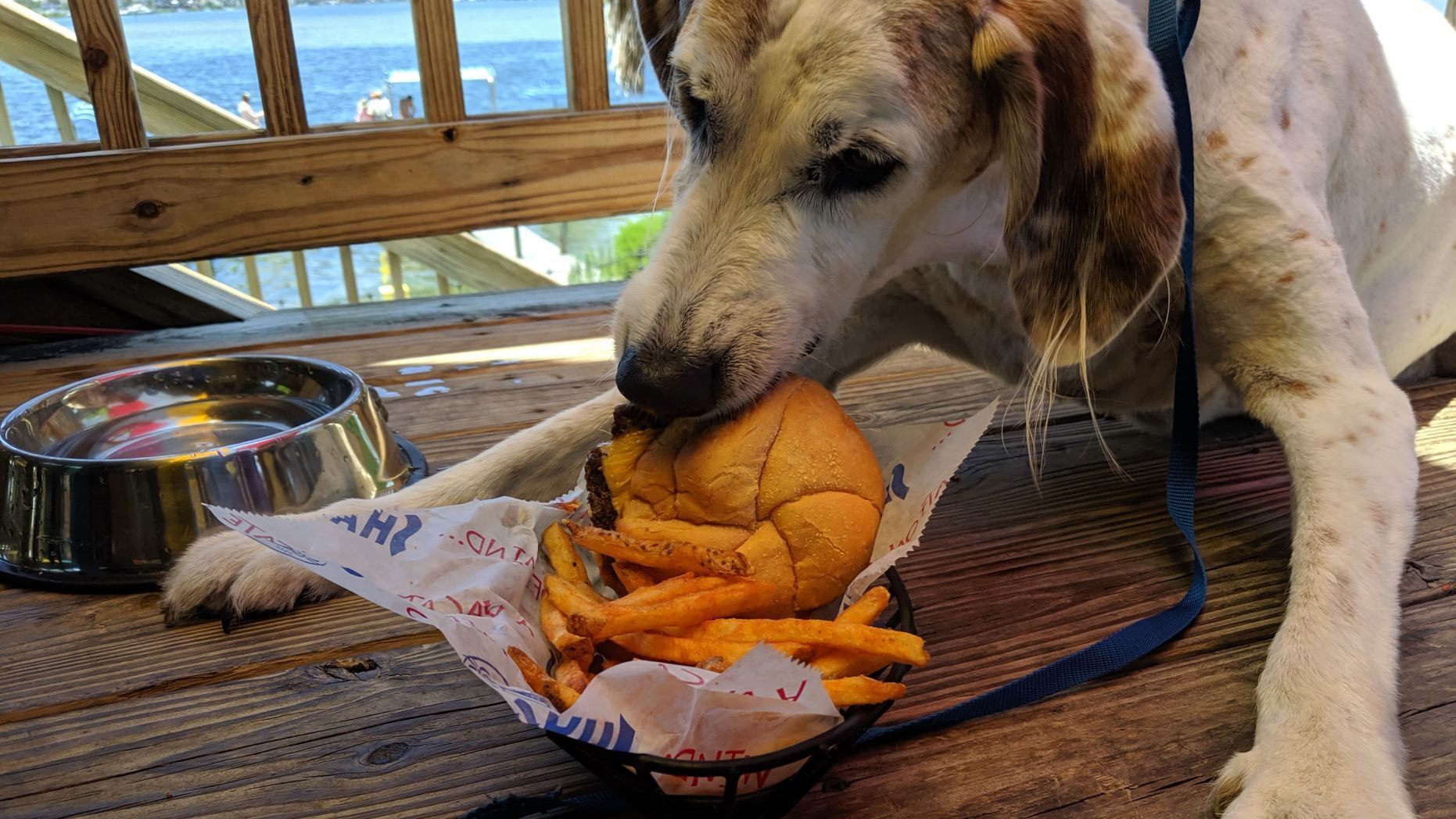 Az idős pointer remek étvággyal fogyasztotta a különleges ebédet
