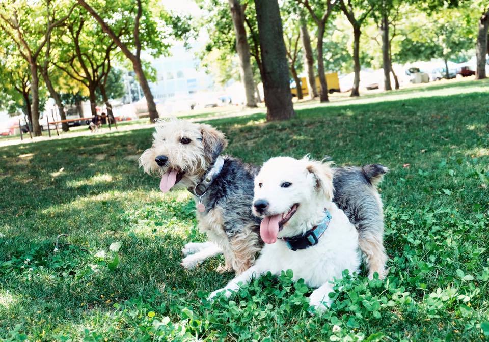 A sétán a kutyák közt is barátságok kötődtek
